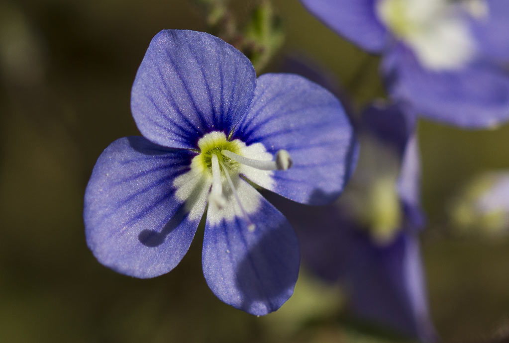 Изображение особи Veronica glauca.