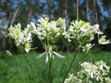 Clematis recta. Соцветие. Украина, Киевская обл., Киево-Святошинский р-н, лесной заказник \"Жуков хутор\", опушка смешанного леса. 31.05.2016.