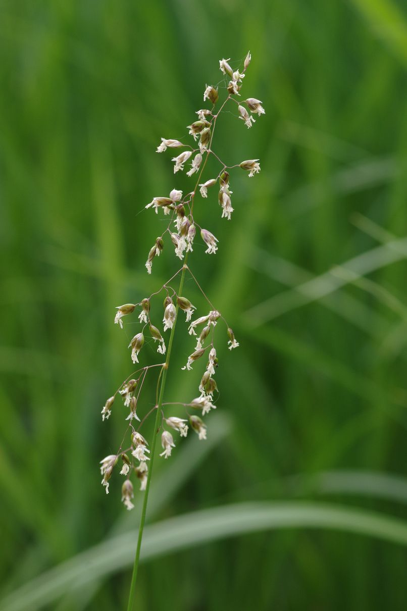 Image of Hierochloe odorata specimen.