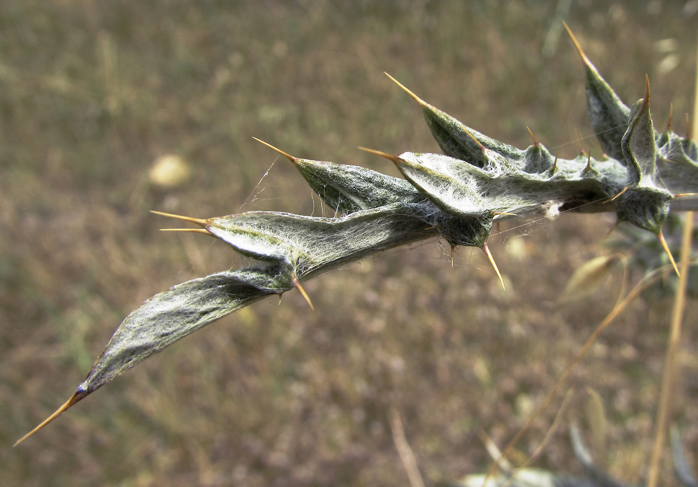 Image of Onopordum illyricum specimen.