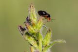Image of taxon representative. Author is Радик Кутушев