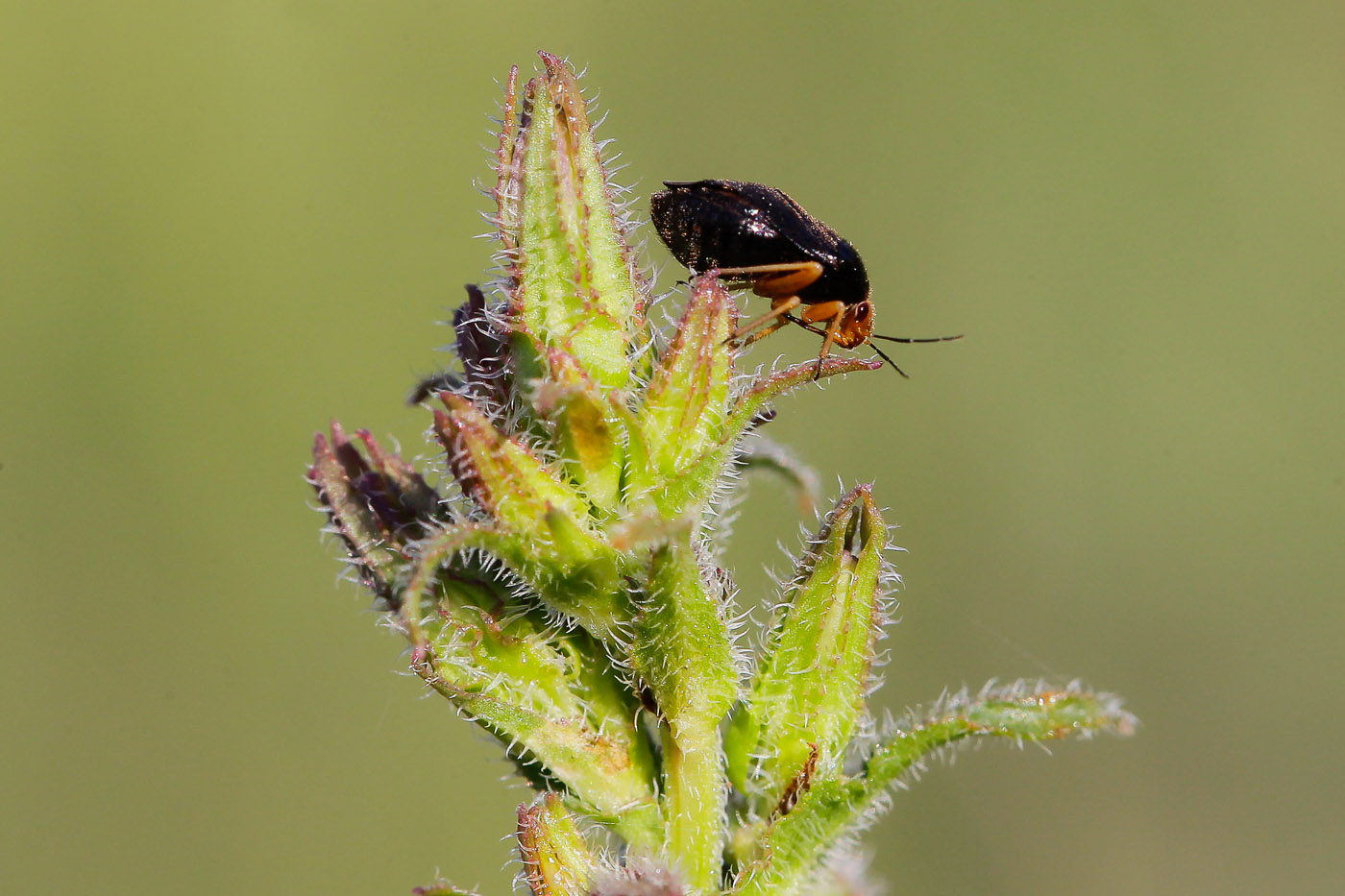 Image of Campanula sibirica specimen.