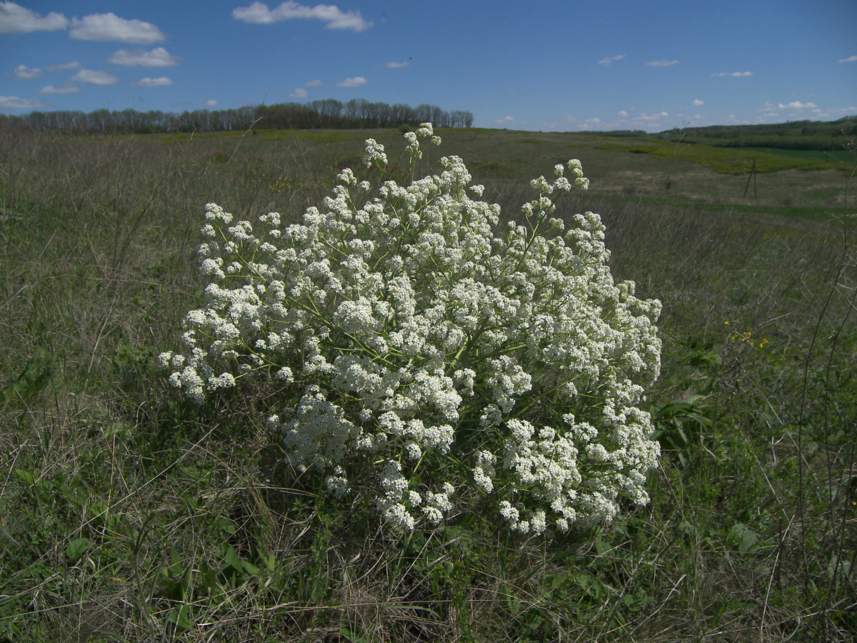 Image of Crambe tataria specimen.