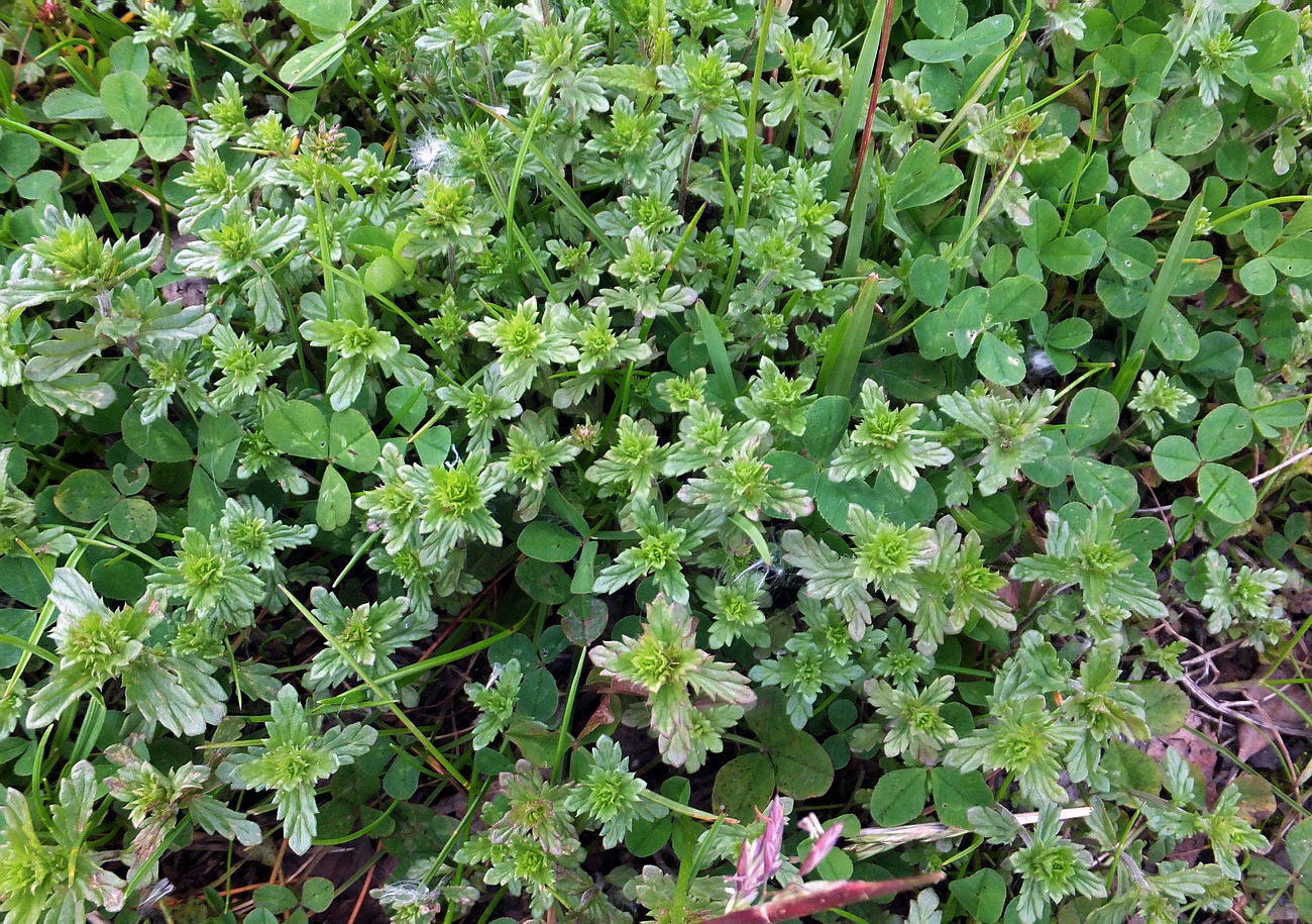 Image of genus Euphrasia specimen.