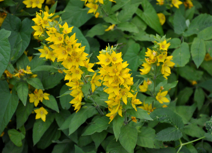 Изображение особи Lysimachia punctata.