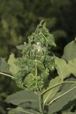 Fraxinus pennsylvanica. Галлобразования, спровоцированные тлёй ясеневой гнездовой (Prociphilus fraxini), с кормящимися ею клопами-слепняками Deraeocoris ruber. Саратов, Октябрьское ущелье. 02.07.2016.