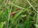 Carex gmelinii