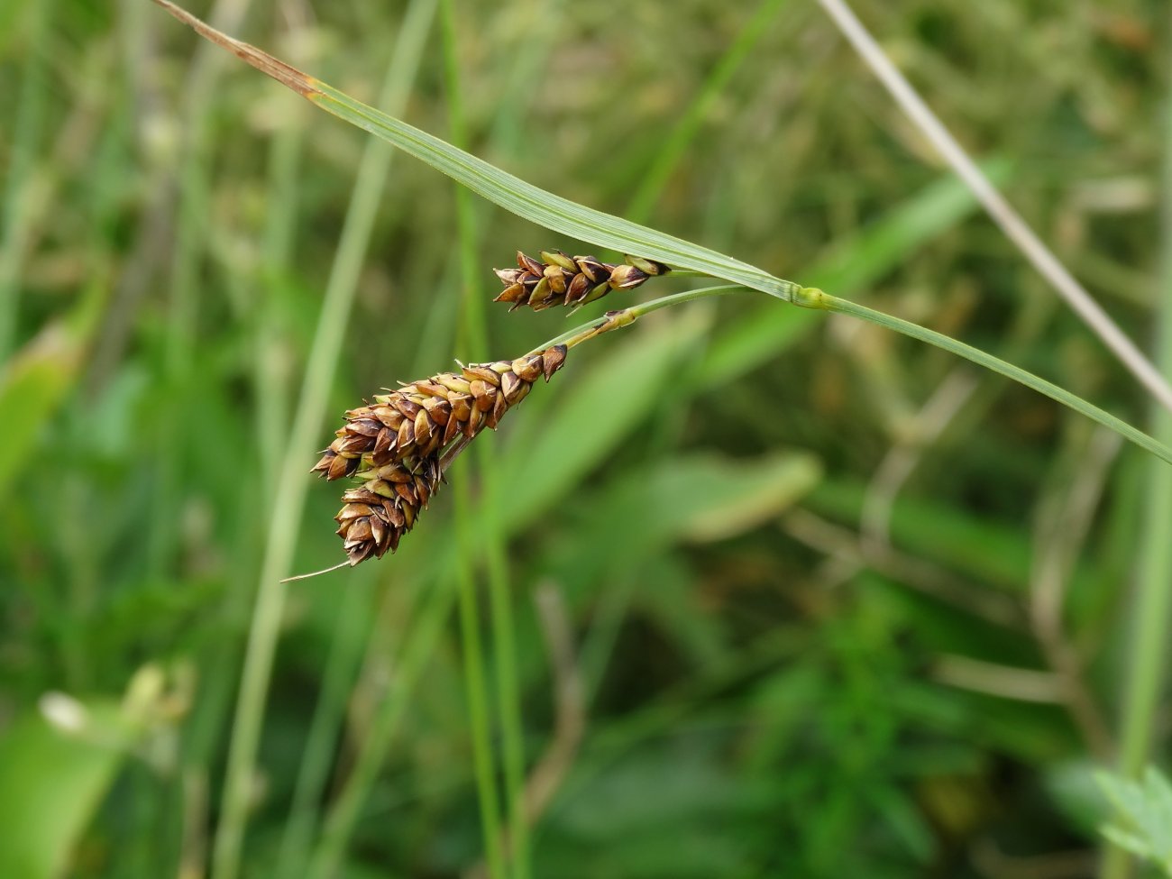 Изображение особи Carex gmelinii.