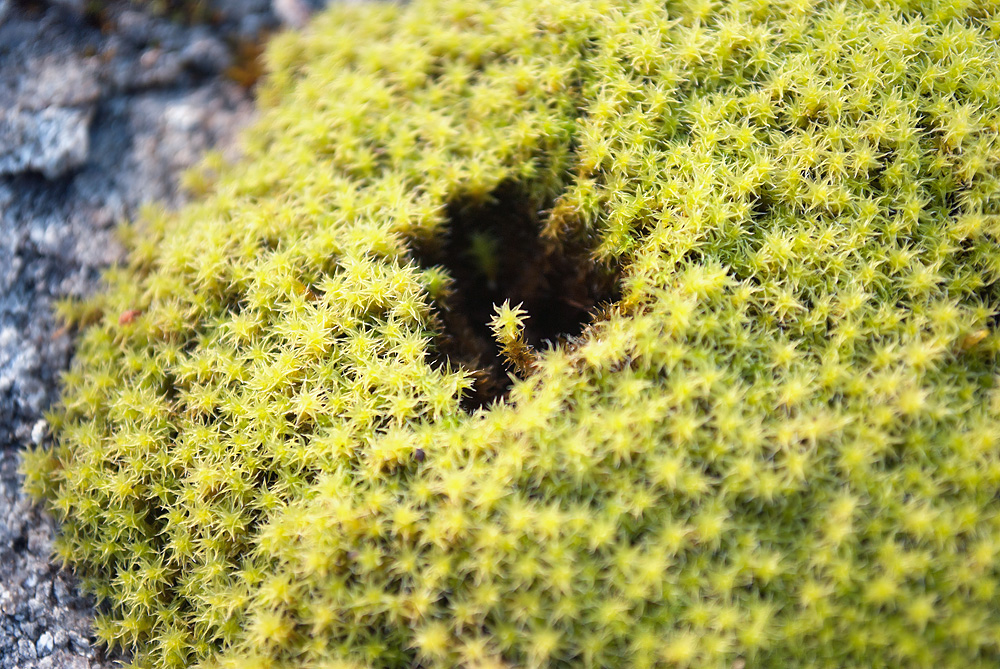 Image of Niphotrichum canescens specimen.