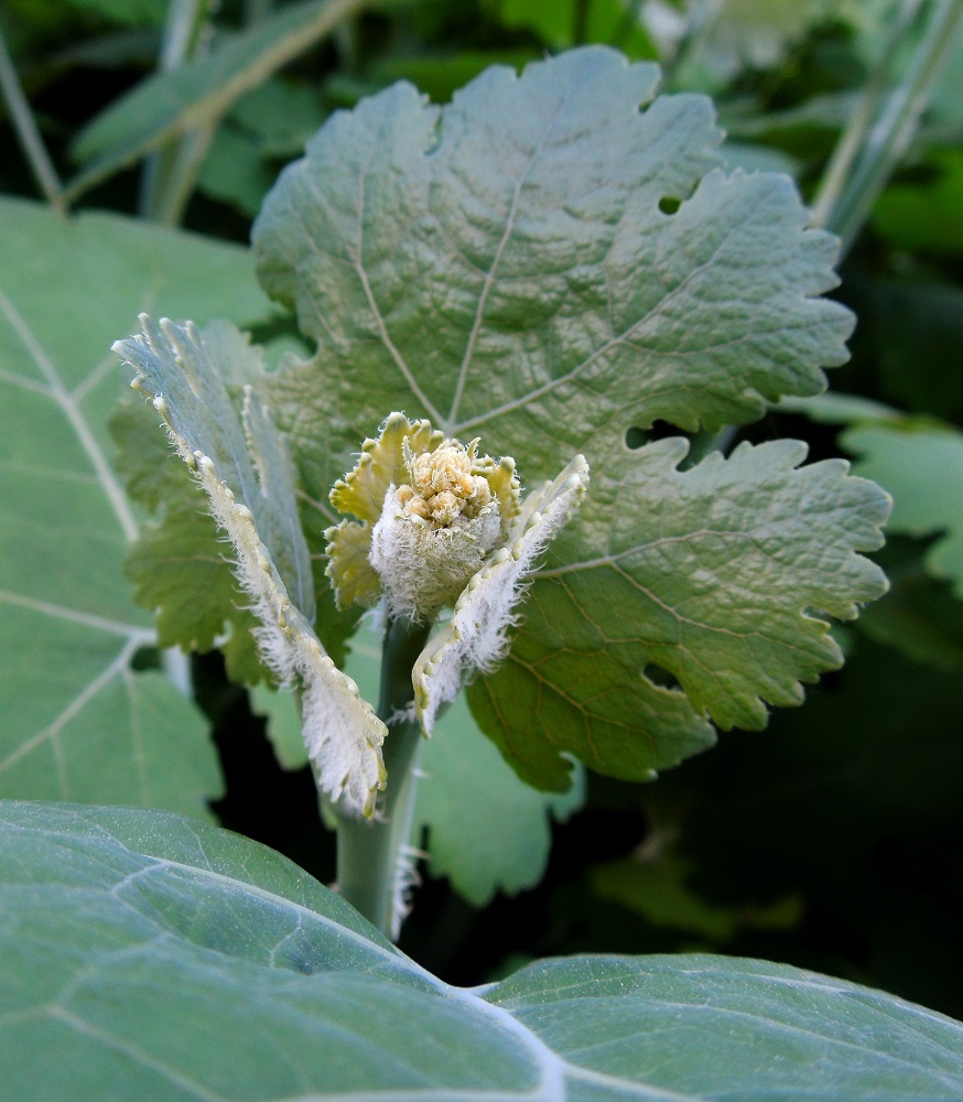 Image of Macleaya cordata specimen.