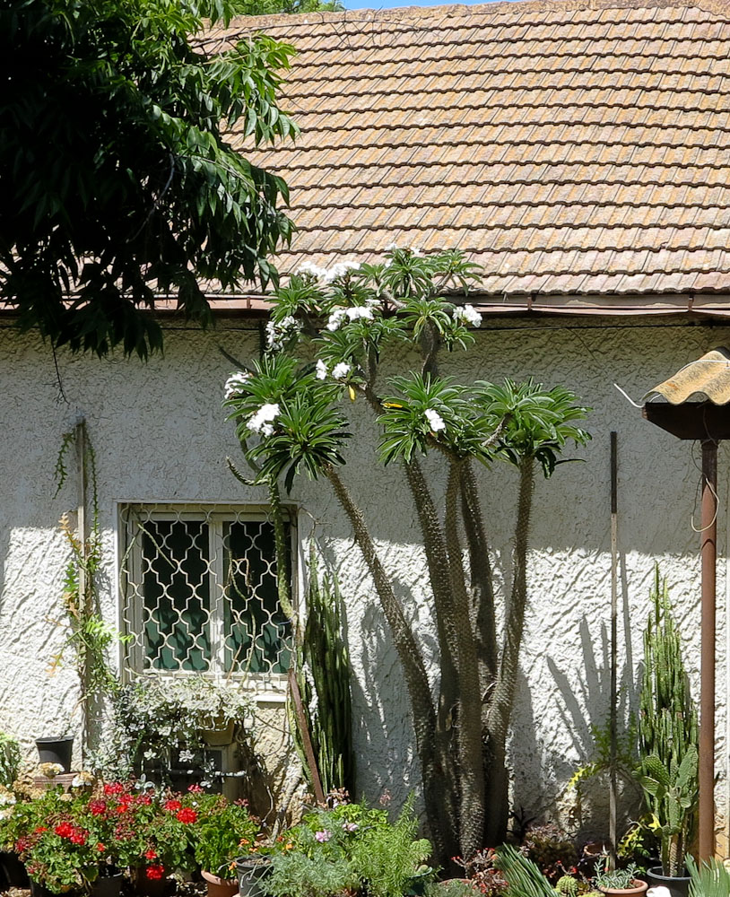 Image of Pachypodium lamerei specimen.