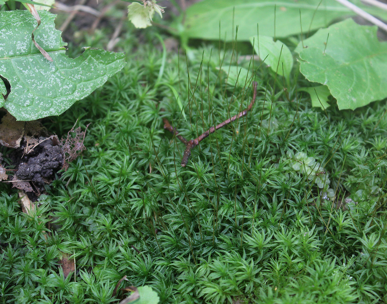 Image of Atrichum undulatum specimen.