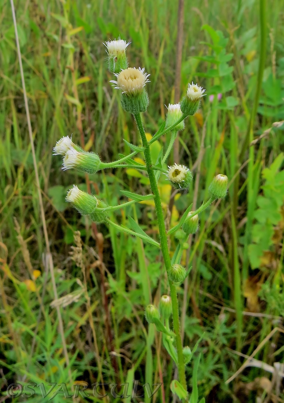 Image of Erigeron acris specimen.