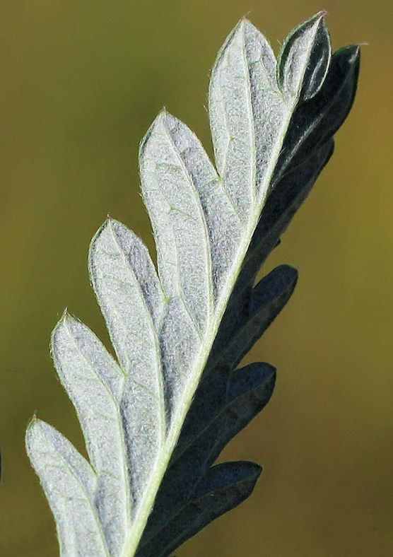 Image of Potentilla omissa specimen.