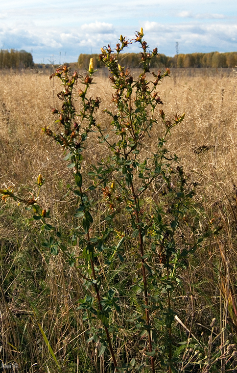 Image of Hypericum perforatum specimen.