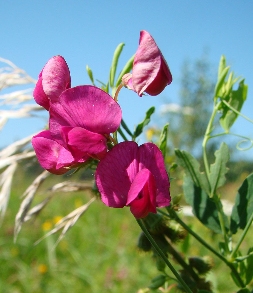 Image of Lathyrus tuberosus specimen.