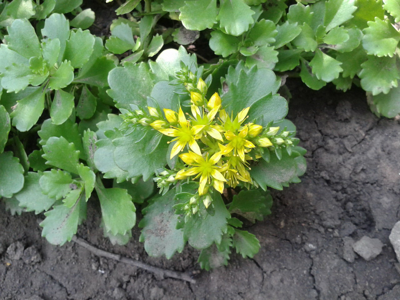 Изображение особи Aizopsis hybrida.
