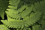 Gymnocarpium dryopteris. Обратная сторона вайи с сорусами. Тверская обл., Кимрский р-н, окр. дер. Ларцево, лес. 01.06.2016.