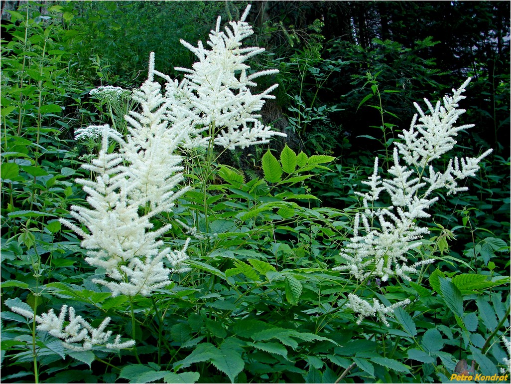 Изображение особи Aruncus sylvestris.