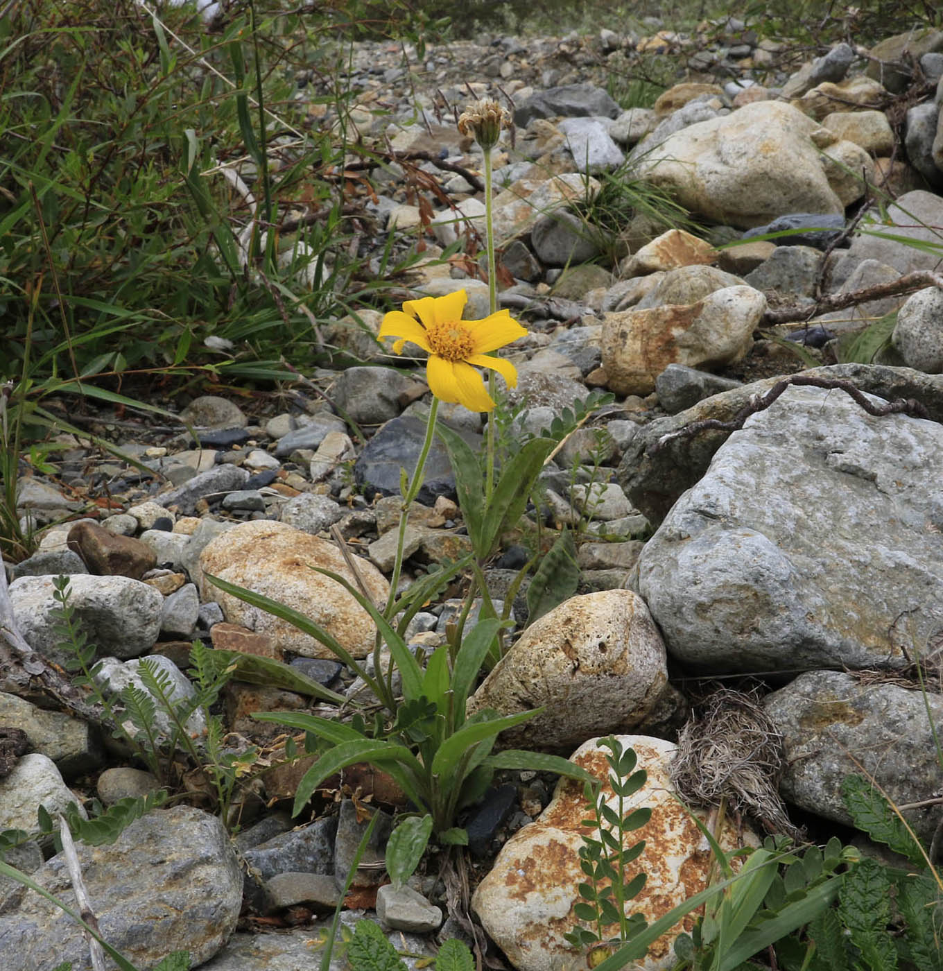 Image of Arnica iljinii specimen.