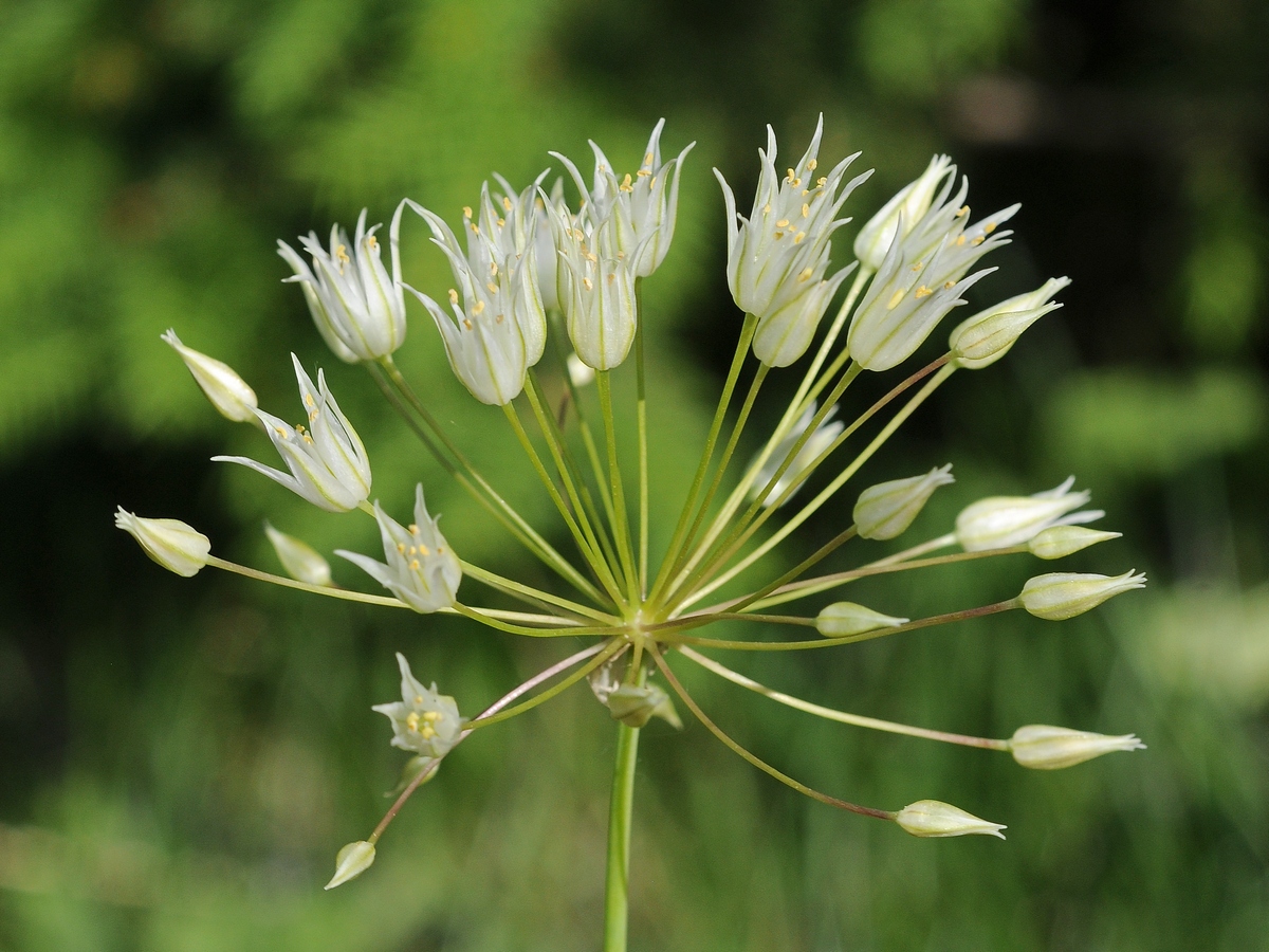 Изображение особи Allium flavellum.