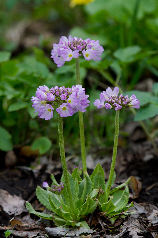 Image of Primula denticulata specimen.