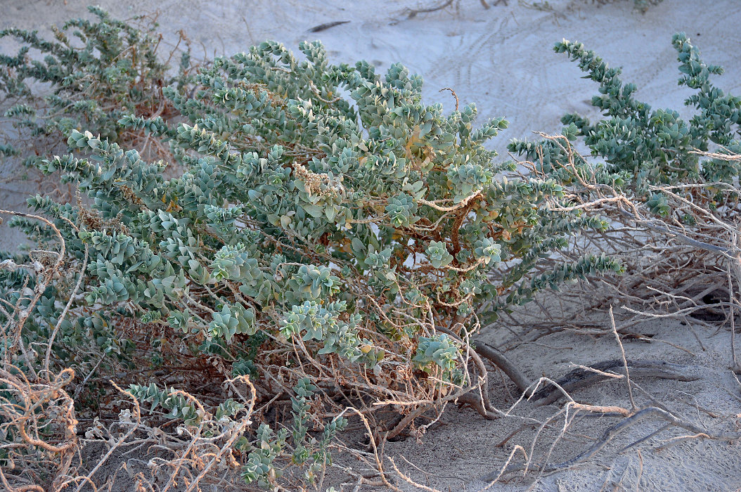 Изображение особи Atriplex farinosa.