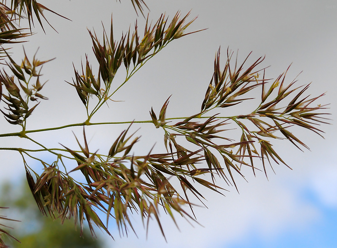 Изображение особи Calamagrostis epigeios.