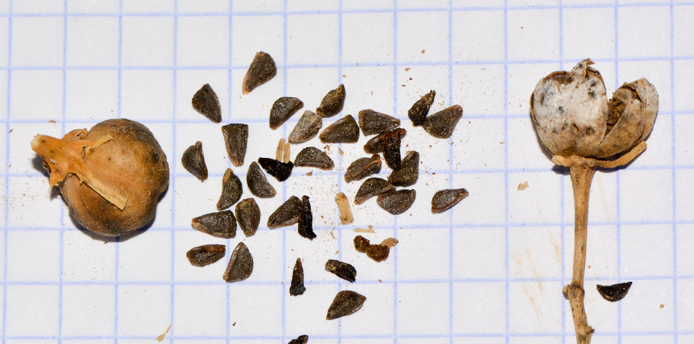 Image of Peganum harmala specimen.