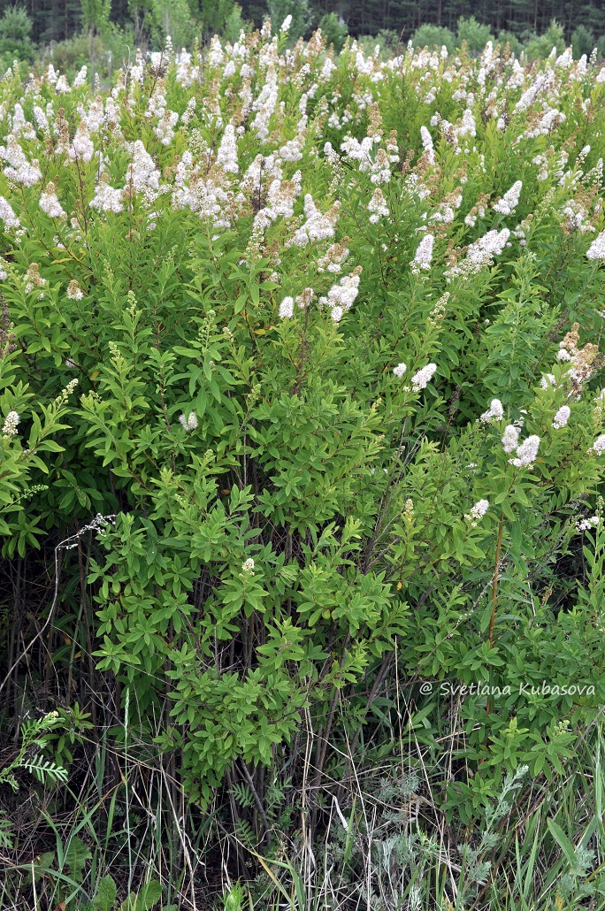 Image of Spiraea alba specimen.