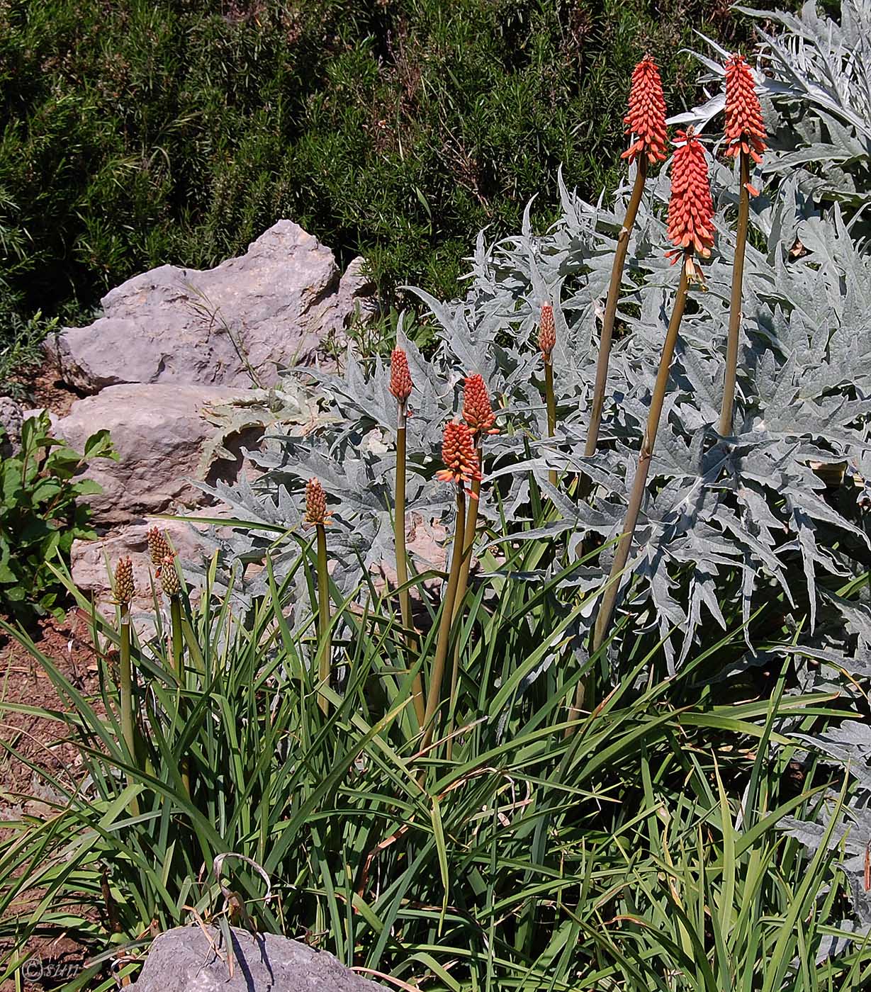 Изображение особи Kniphofia uvaria.