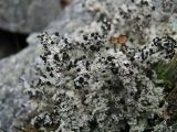 genus Stereocaulon. Талломы с апотециями. Архангельская обл., Приморский р-н, окр. дер. Солза, побережье Белого моря, на камне. 17.08.2013.