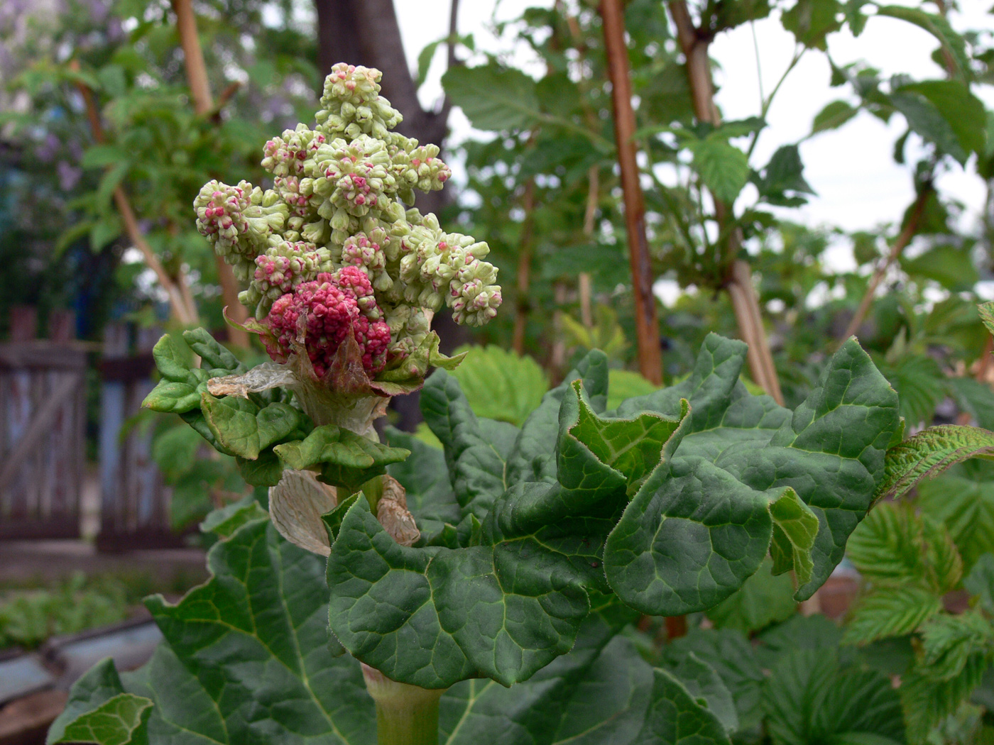 Изображение особи Rheum rhabarbarum.