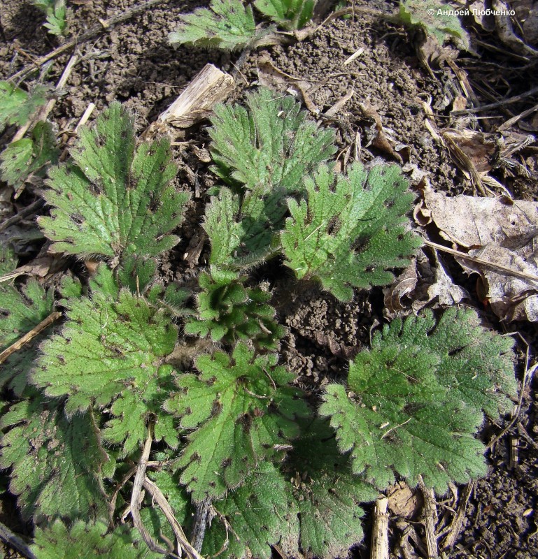 Image of Ranunculus oxyspermus specimen.