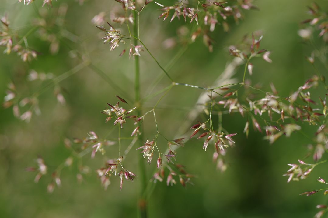 Изображение особи Agrostis tenuis.