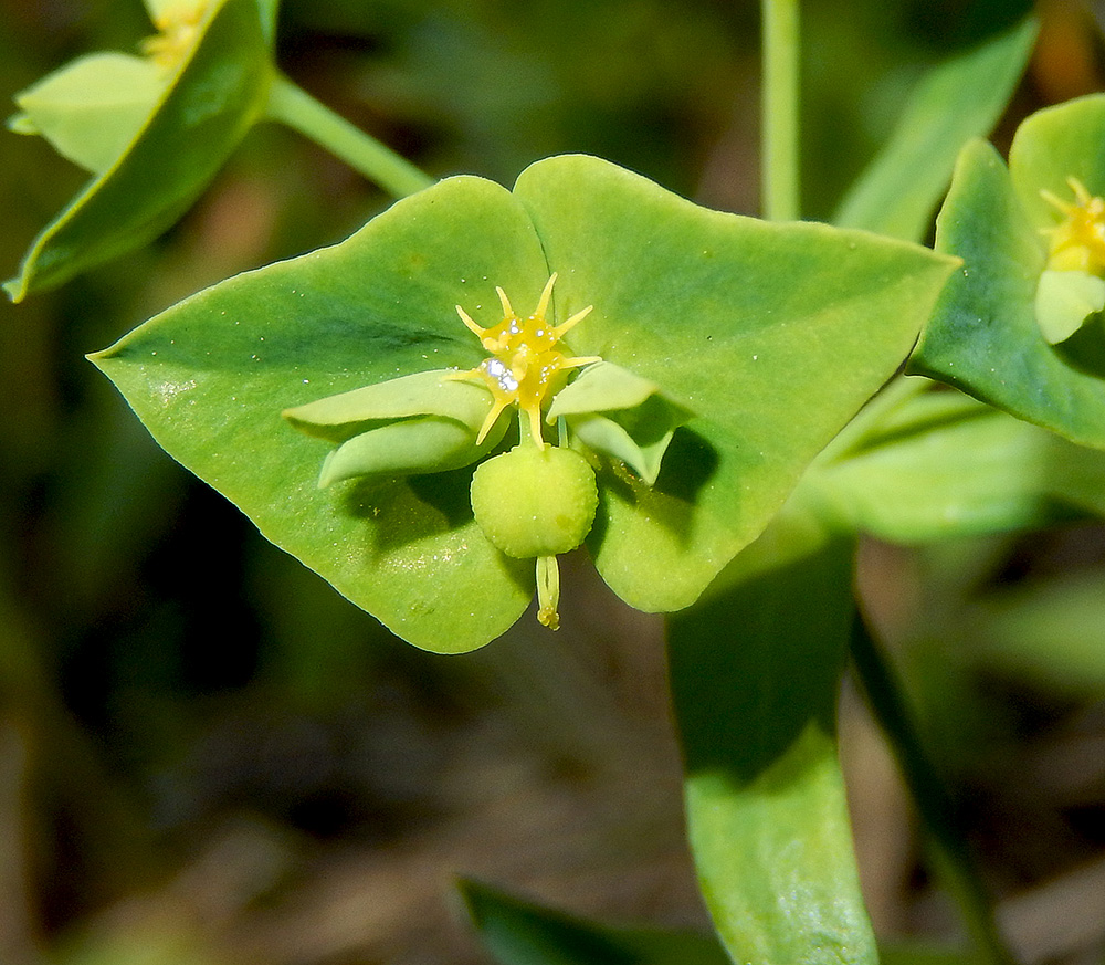 Изображение особи Euphorbia taurinensis.