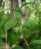 Disporum smilacinum