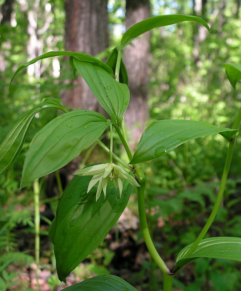 Изображение особи Disporum smilacinum.