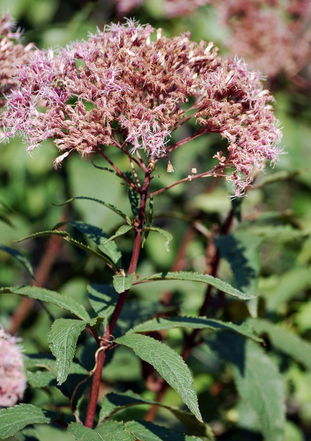 Image of Eupatorium purpureum specimen.