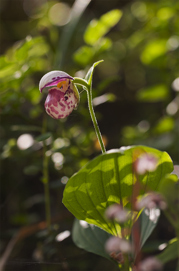 Image of Cypripedium guttatum specimen.