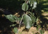 Fagus sylvatica