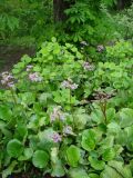 Bergenia crassifolia. Цветущие растения. Пенза, Ботанический сад ПГУ, в культуре. 11 мая 2016 г.