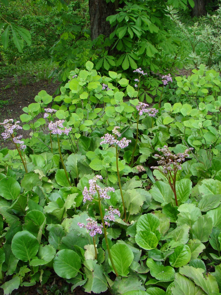 Image of Bergenia crassifolia specimen.