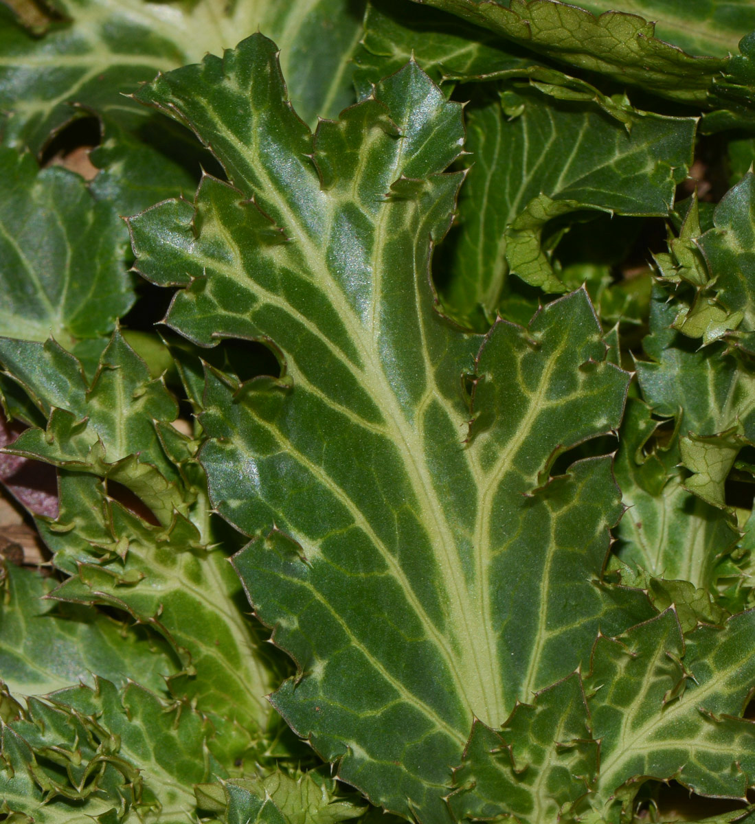 Image of Eryngium glomeratum specimen.