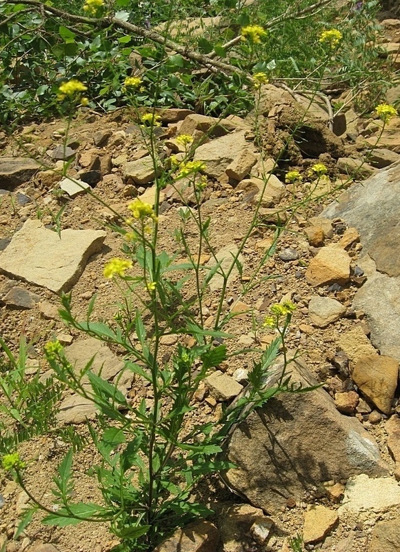 Image of Rorippa &times; armoracioides specimen.