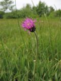 Cirsium dissectum