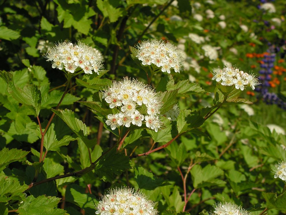 Image of Physocarpus opulifolius specimen.