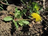 genus Taraxacum. Цветущее растение. Краснодарский край, Абинский р-н, окр. пос. Новый, склон в лесу близ скал Новых. 02.04.2017.