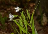 Stellaria holostea