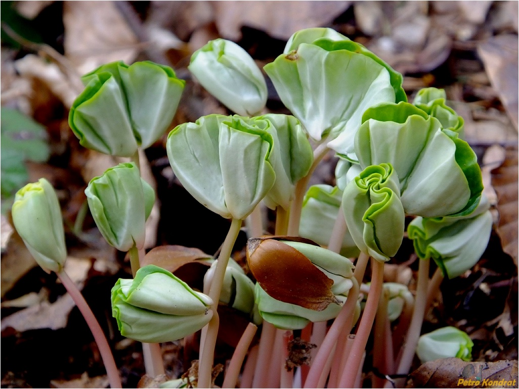 Image of Fagus sylvatica specimen.